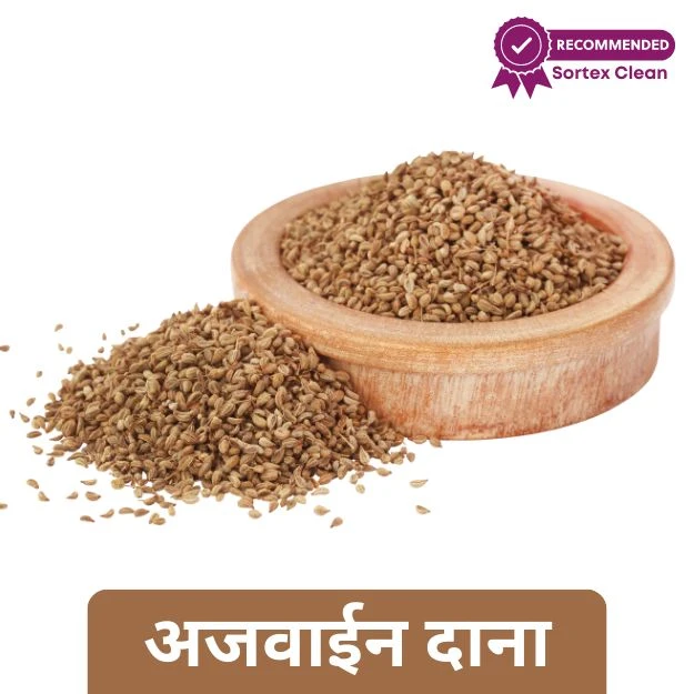 Ajwain - अजवाइन Jamain