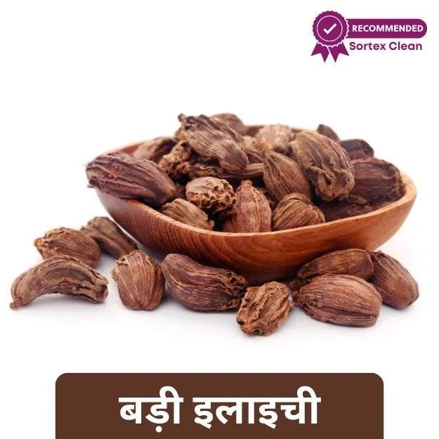 Badi Elaichi - बड़ी इलायची